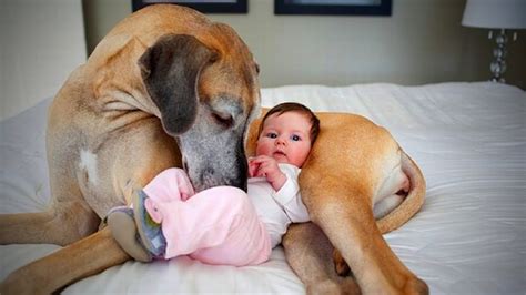 dog licking babysitter